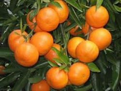 45-فروش باغ مرکبات ساری